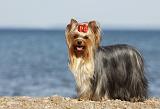 YORKSHIRE TERRIER 327